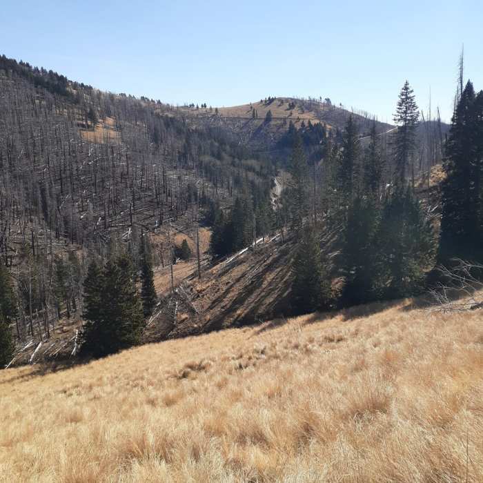 Near Crest Trail (#25)