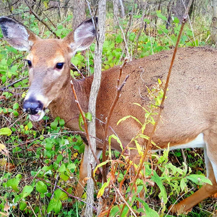 Near Coffee Creek Watershed Preserve Loop