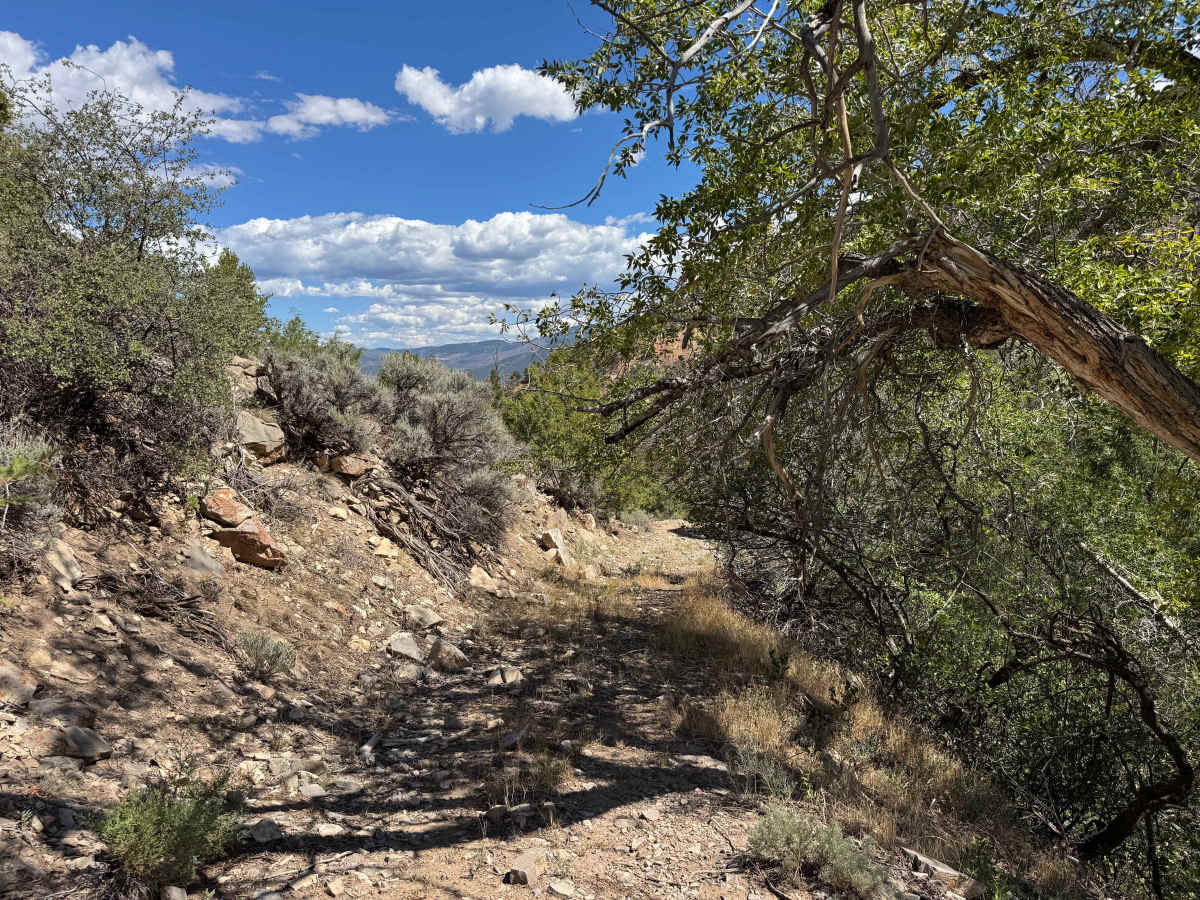BLM 8535 photo 6