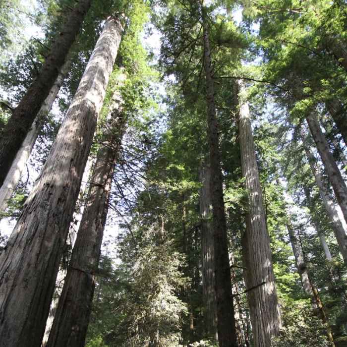 Near Boy Scout Tree Trail