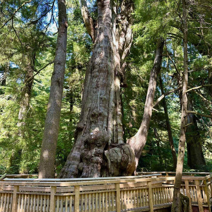 Near Old Growth Cedar Trail