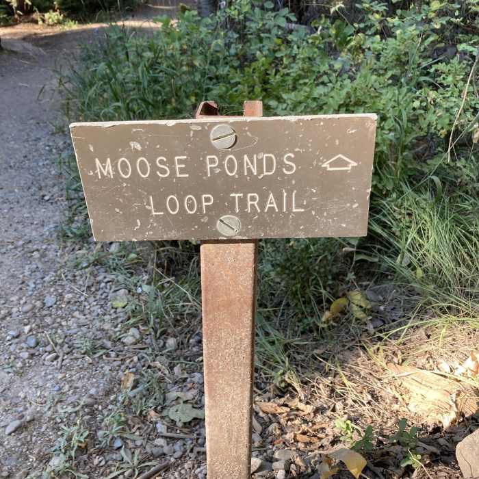 Near Moose Ponds Loop Trail
