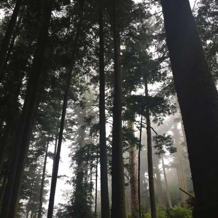 Near Cape Meares Beach Trail