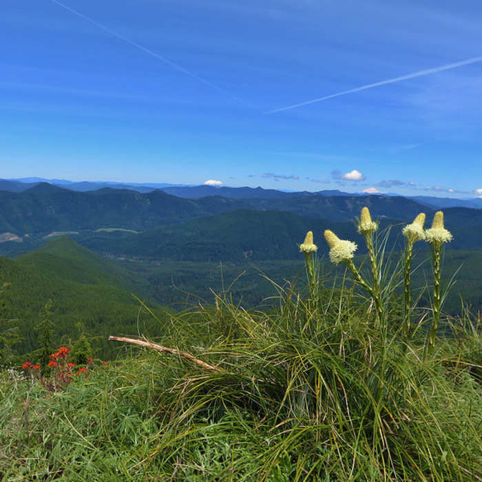 Near Zigzag Mountain Trail #775