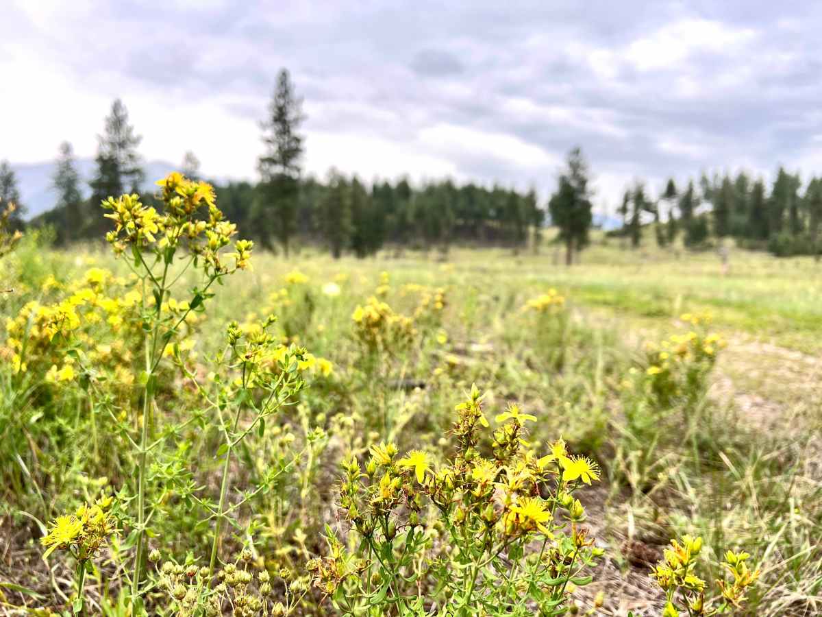 Grassy Meadows photo 4