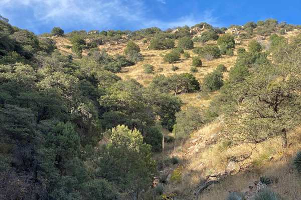 Whipple Obervatory Rally