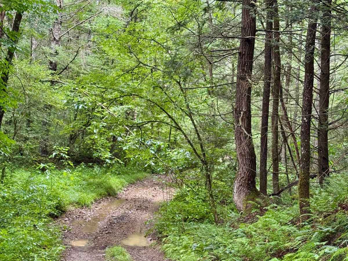 Little Creek Road 16 photo 6