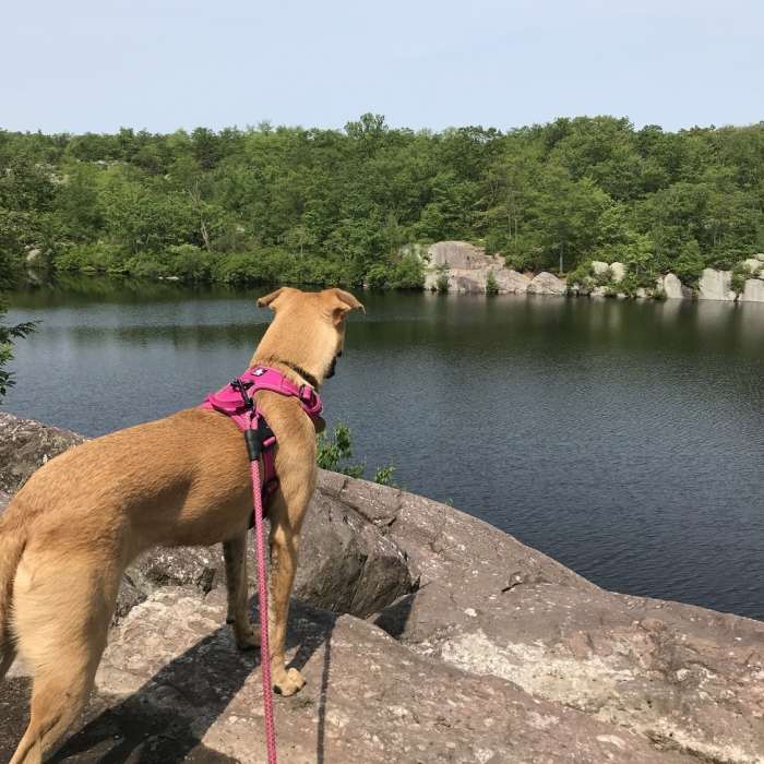 It's a dogs world Near Terrace Pond Quick Loop