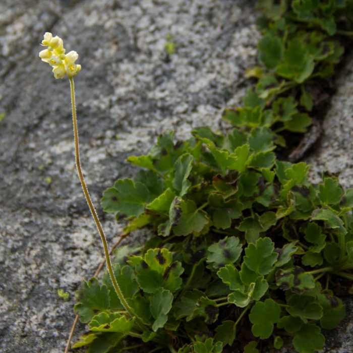 Near Elkhorn Crest Trail: Lost Lake + Summit Lake