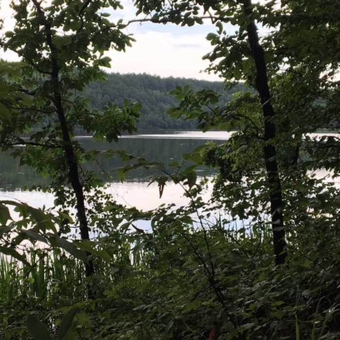 Trail view. Near Cedar Lake Trail
