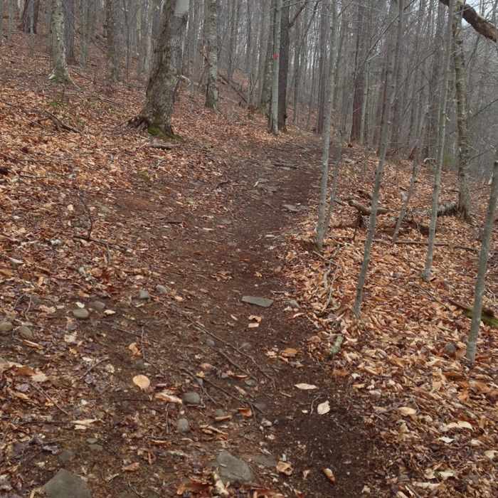 Near Balsam Mountain