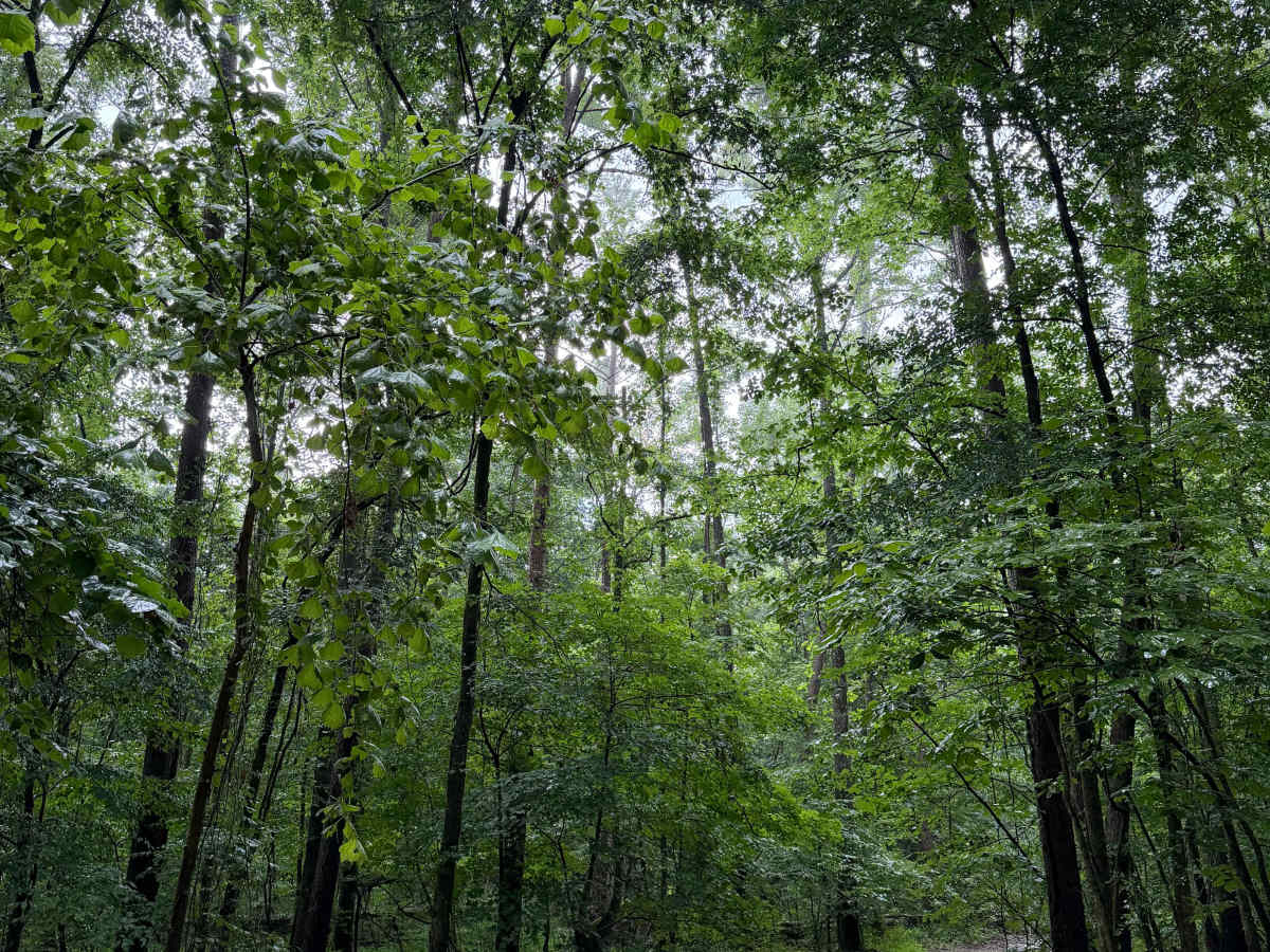 Bayou Run photo 3