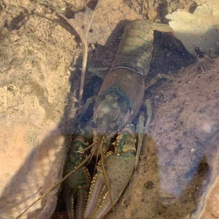 Virile Crayfish Near Lower Eagle Creek