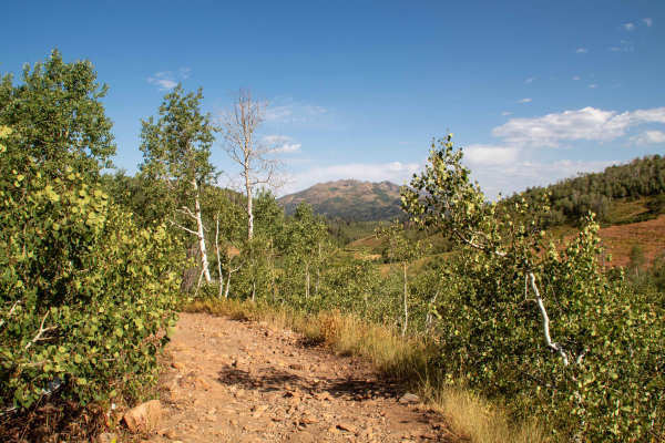 Chicken Creek