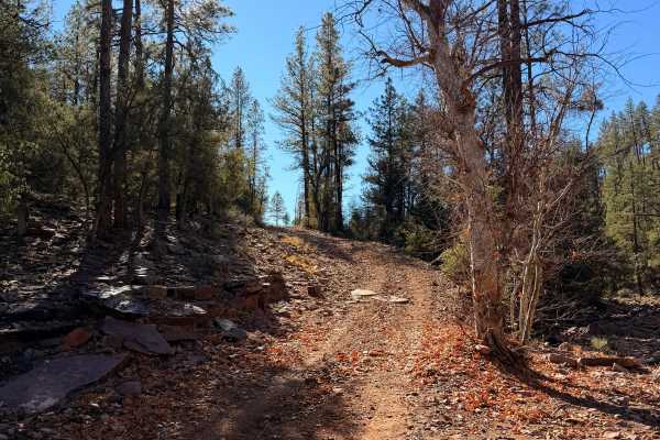 Bear Head Springs Segment - FS 609