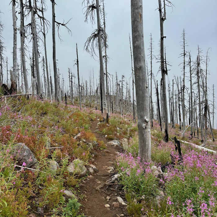 Near Pacific Crest Trail: Mount Jefferson Wilderness