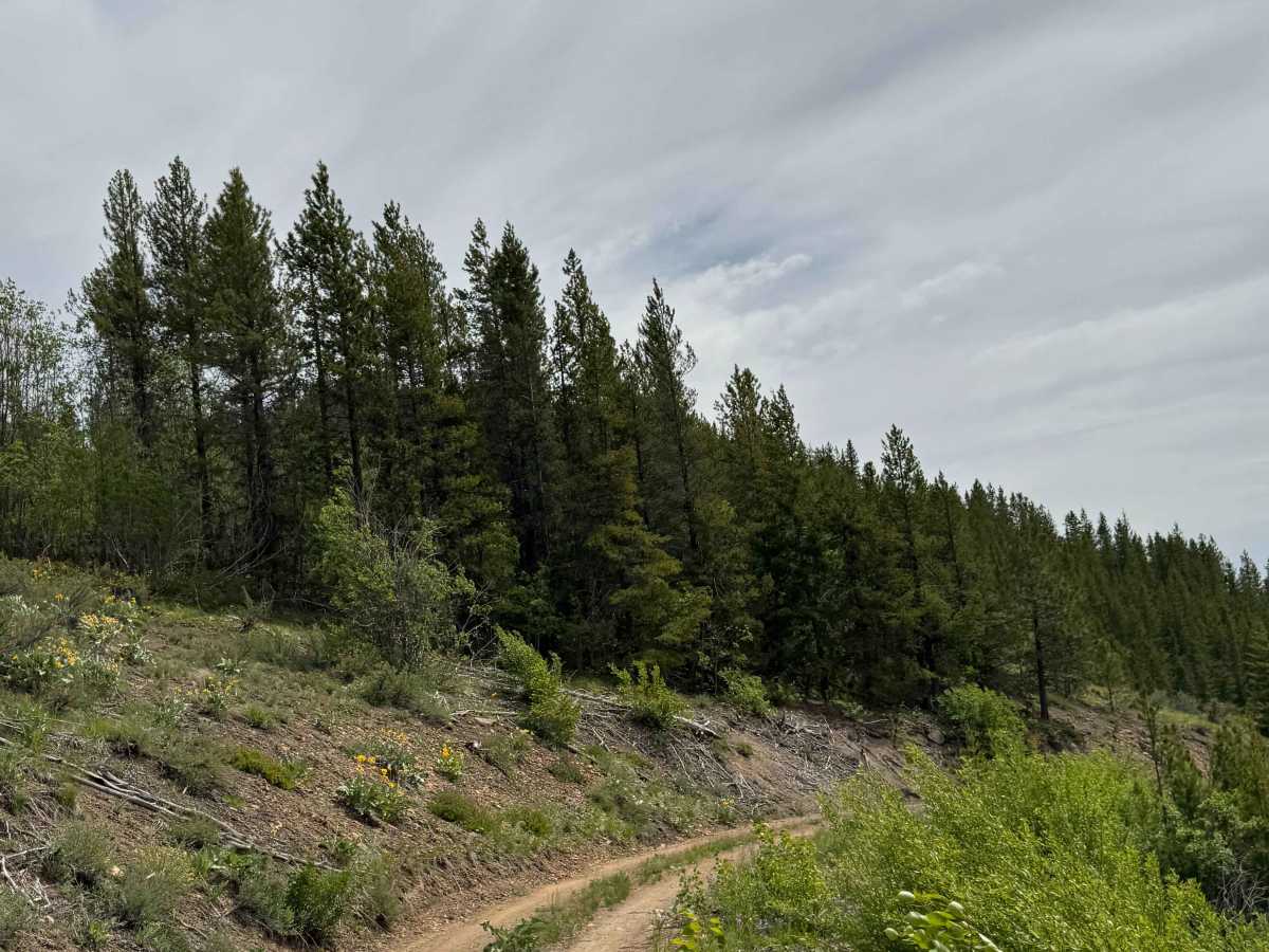 Johnson Creek Road - FS 8213 photo 5