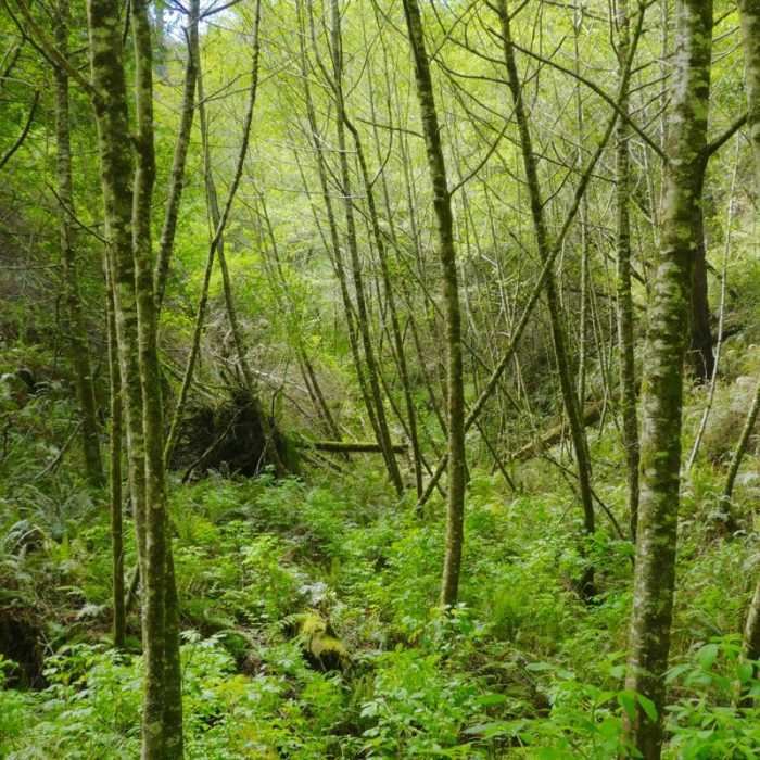 Near Sky Trail Loop, Bear Valley to Mount Wittenberg