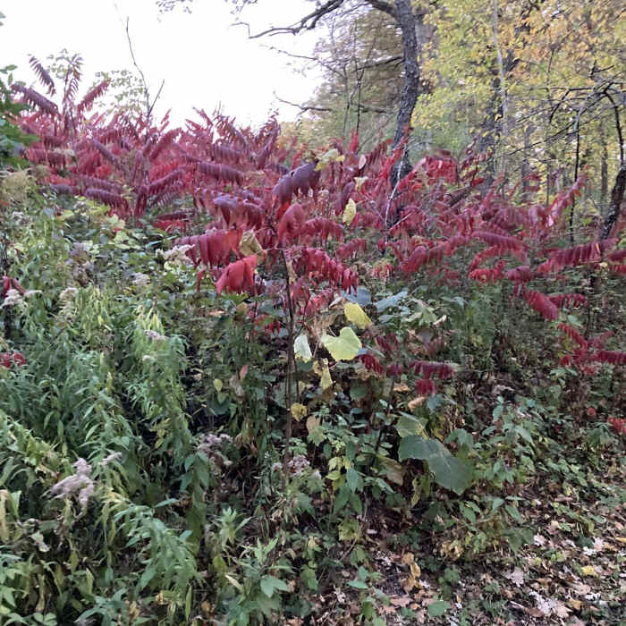 Near Chester Lake Trail Near Chester Lake Trail