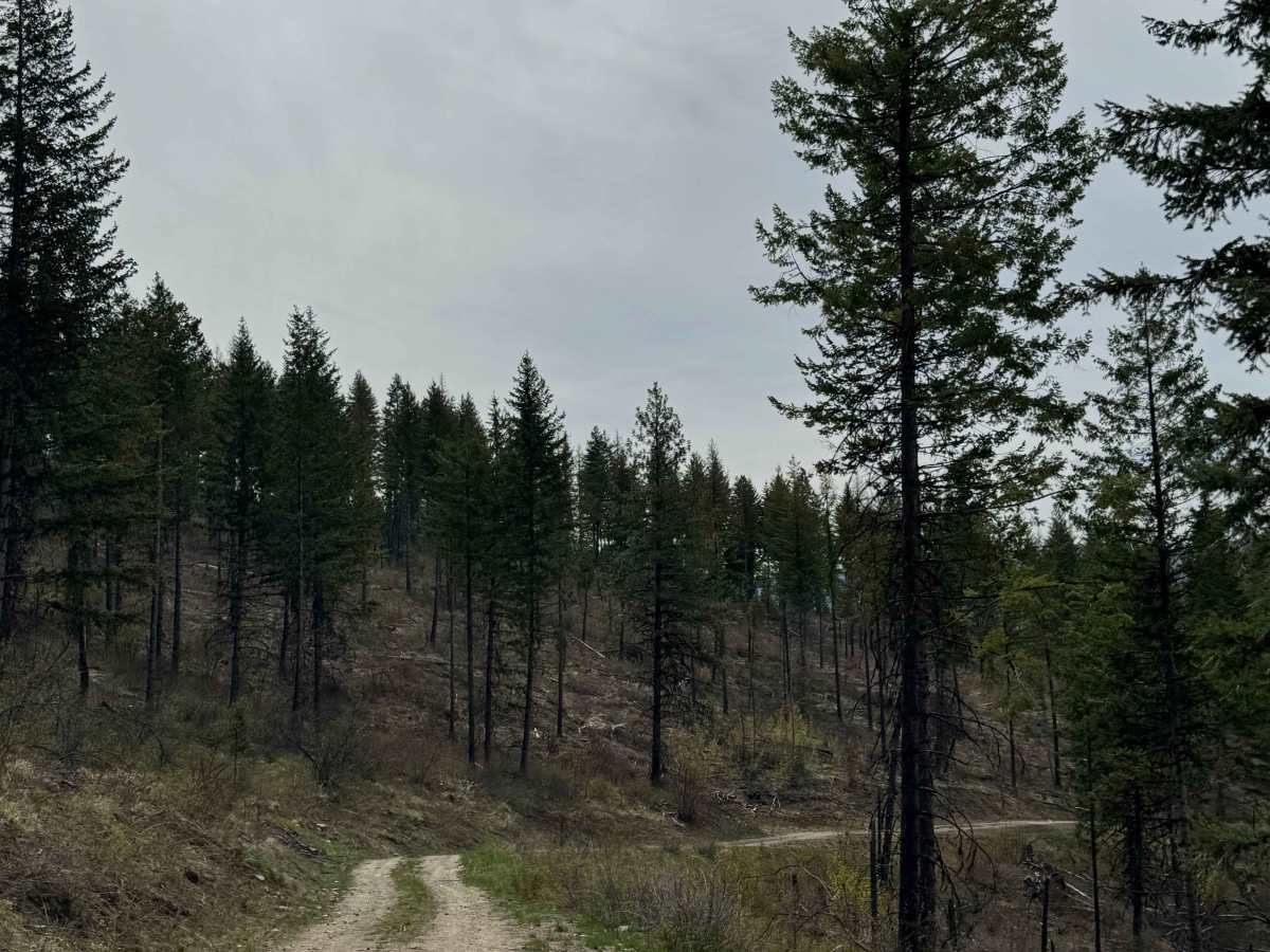 Tamarack Spring Trail photo 2