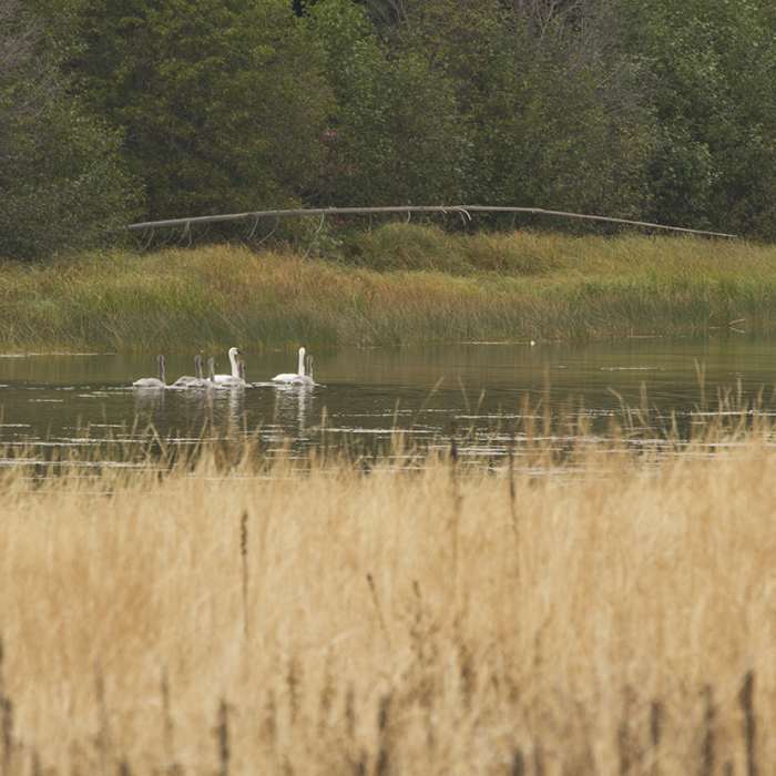 Swans in the ponds at Hidden Meadow. Near Hidden Meadow