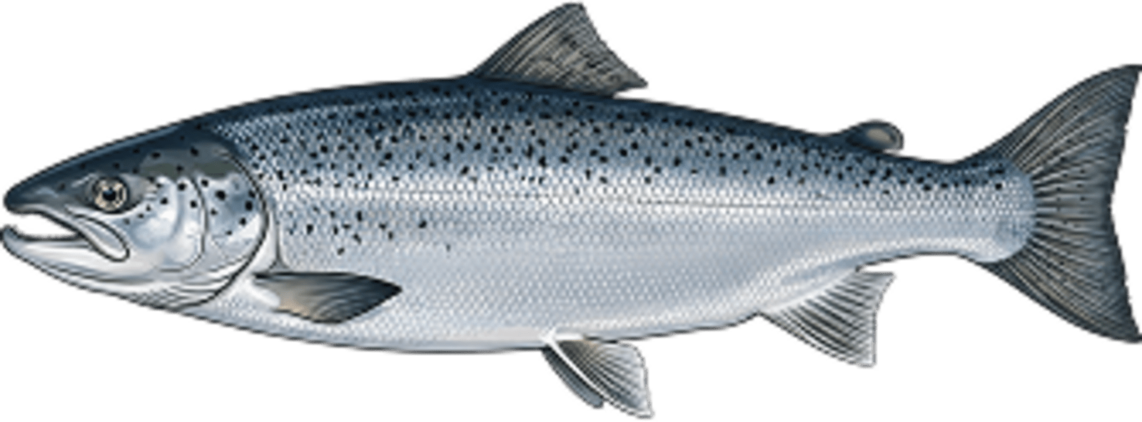 Atlantic salmon