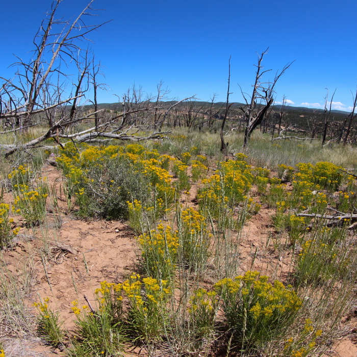 Near Step House Trail