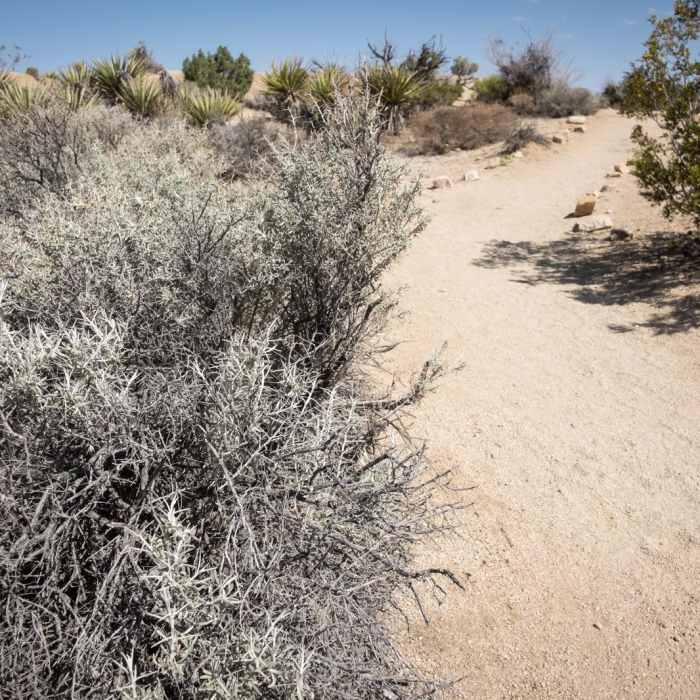 Near Skull Rock Nature Trail