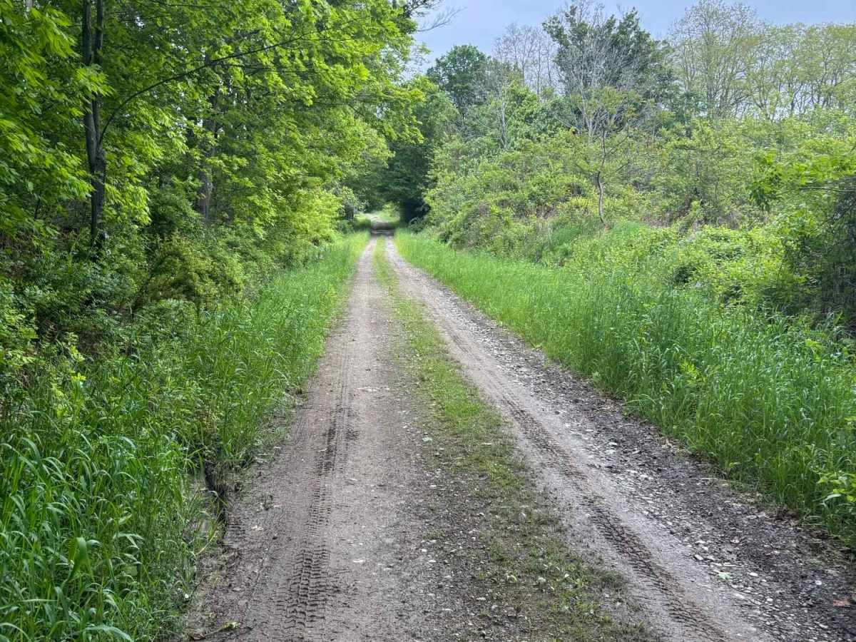 Morris Road photo 5