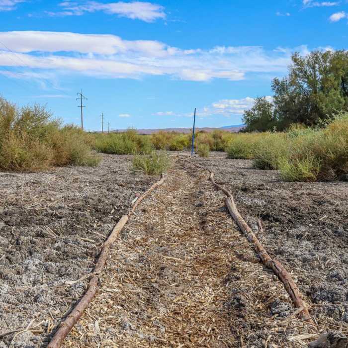 Near Shoshone Wetlands Birding Trails