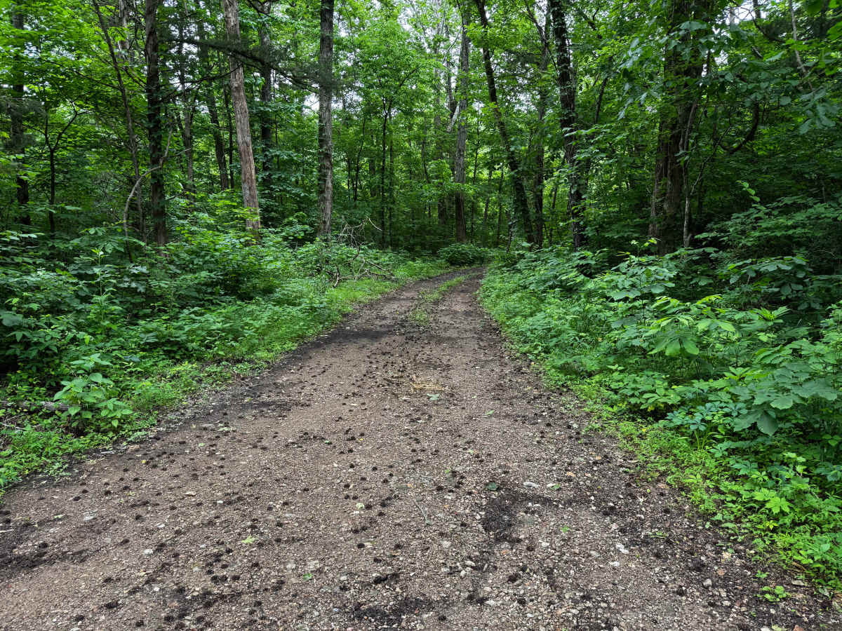 Rosemary Knob trail photo