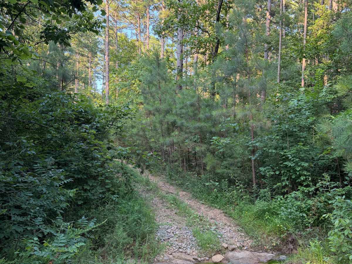 Rocky Branch photo 5