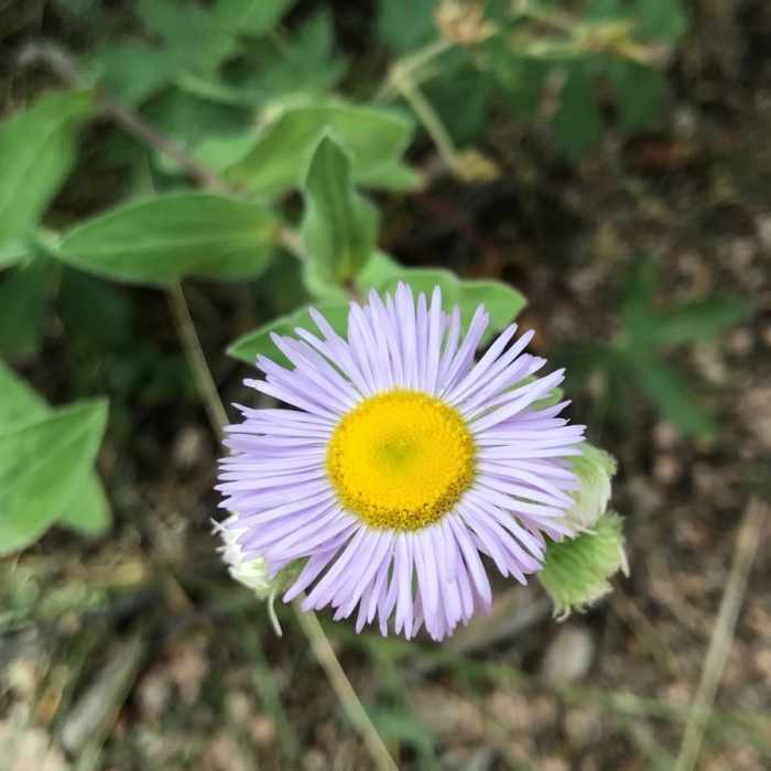 Tufted Fleabane growing atop Chautauqua ridge. Near Chautauqua Trail