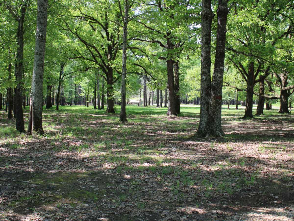 The Arkansas Overland Route - TrailHawk Loop - Section 16 photo 5