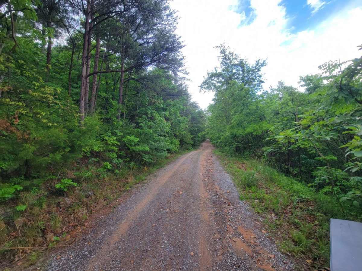 Chilhowee Ridge (Oswald-77) photo 6