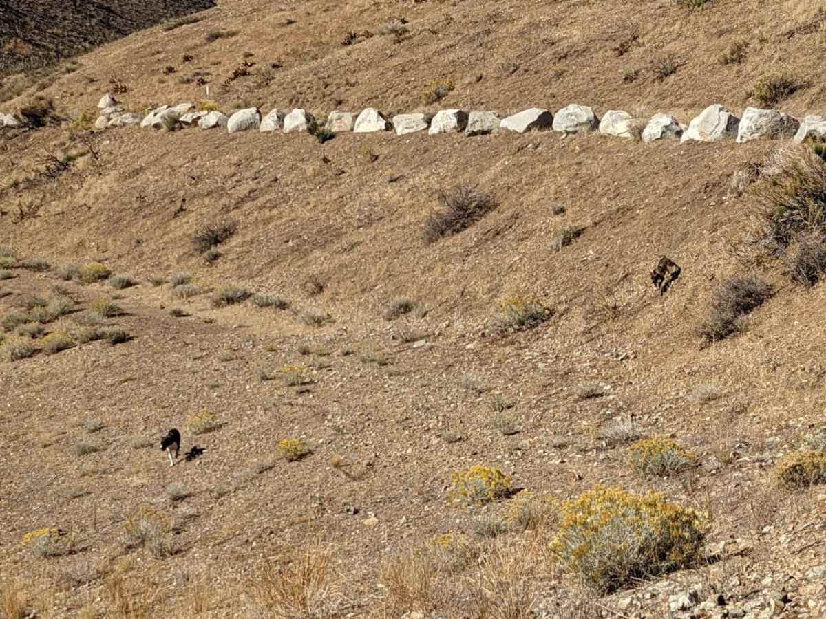 Glyphs from Lockwood photo 5