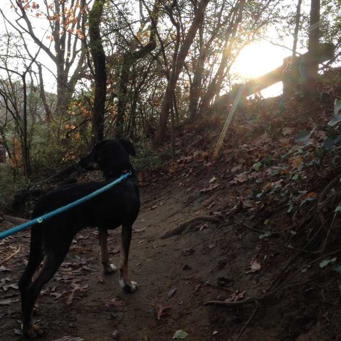 Me and my pup, on a recent outing to run the buttermilk trail. This photo was taken by the 21st St. entrance. Near James River Loop