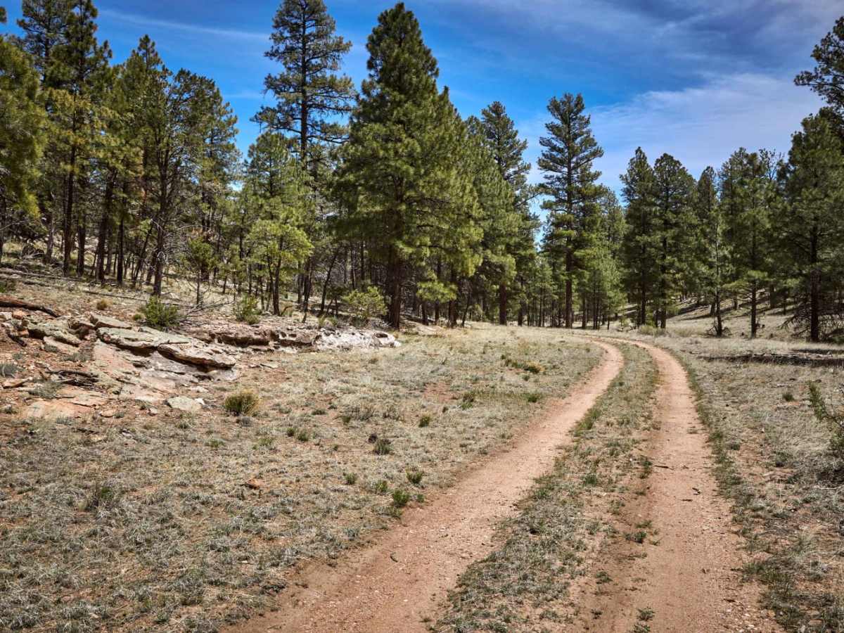 Dry Runoff Track (2762) photo 4