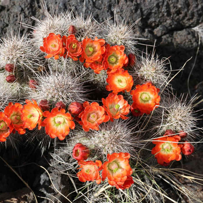 Near Malpais Nature Trail Near Malpais Nature Trail
