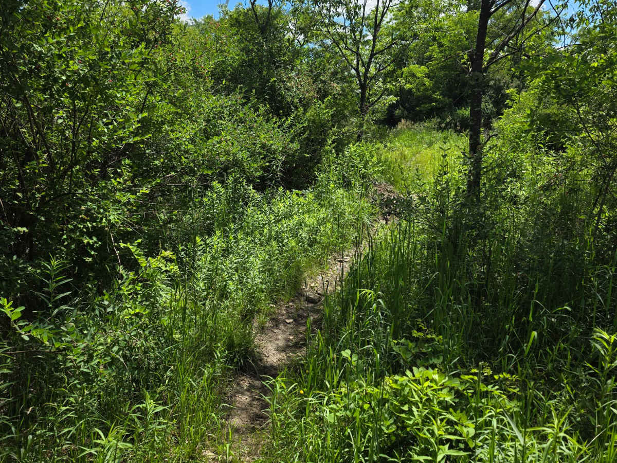 Single Track LL photo 2