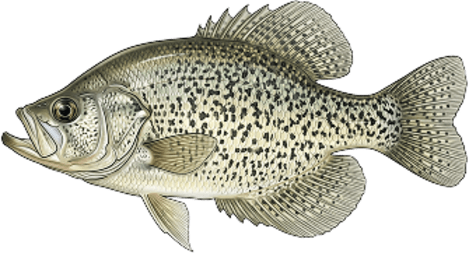 Crappie