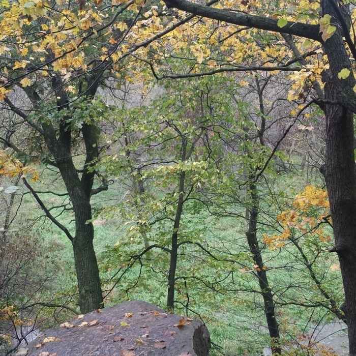 Near Rasmussen Woods Loop