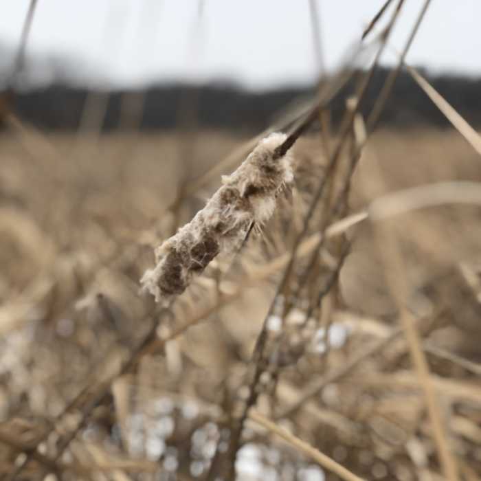 Close up of a cattail on the marsh. Near Carver Park Reserve - Lowry Nature Center