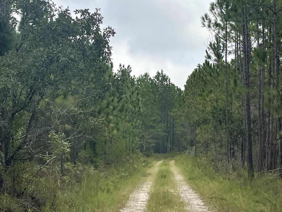 The Pines  photo 5