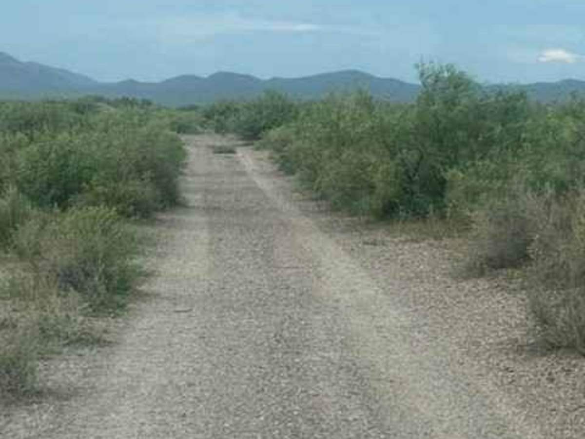 SS1137 photo 2