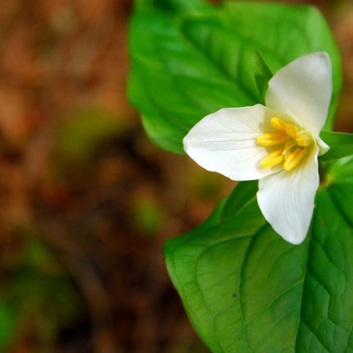 Near Eagle Creek Hike (Clackamas River Tributary)