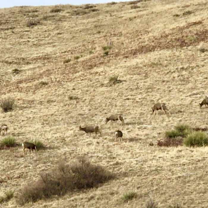 Near Red Rocks Trail