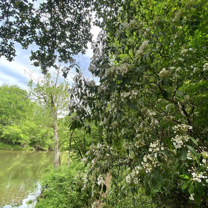 Near Deep River Nature Trail