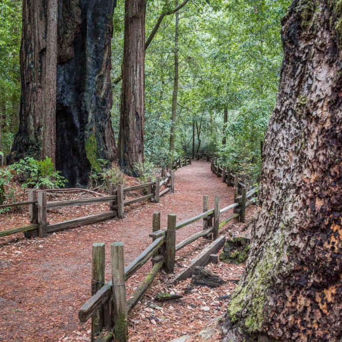 Near Redwood Hiking Trail