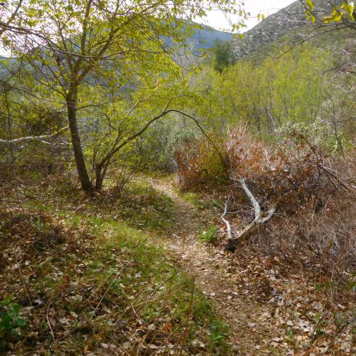 Near Trail Canyon to Trail Canyon Falls and Tom Lucas Campground